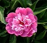 芍薬